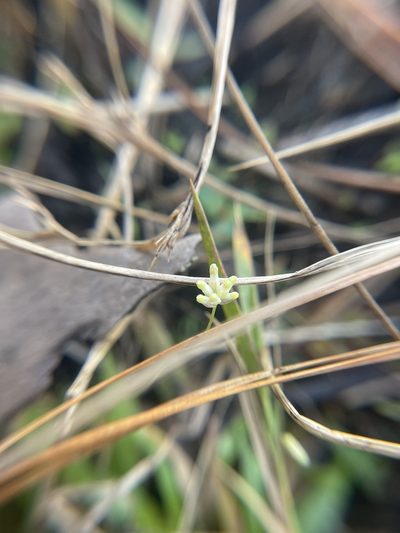 Burmannia capitata, photographed by Brandon Corder