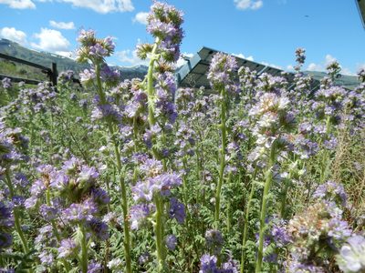 Phacelia franklinii, photographed by Matt Lavin