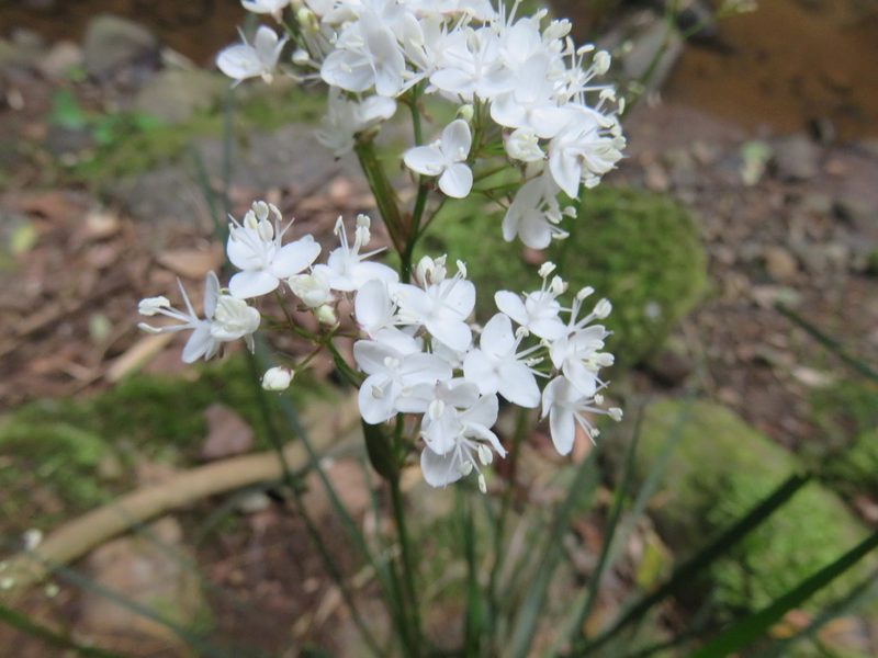 Libertia tricocca, photographed by Bruno Avilez