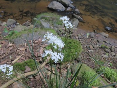 Libertia tricocca, photographed by Bruno Avilez
