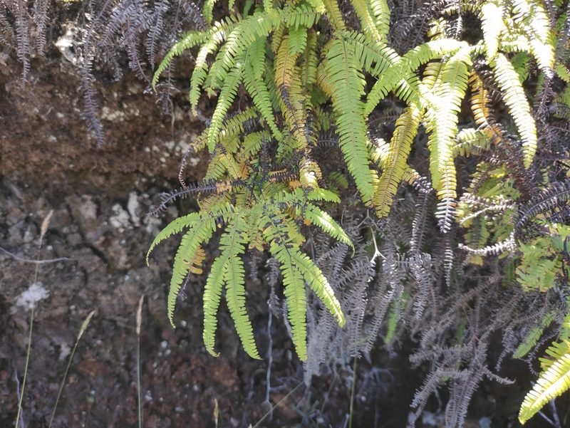 Sticherus flagellaris, photographed by Augustin Soulard