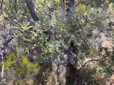 Sophora denudata, photographed by Augustin Soulard