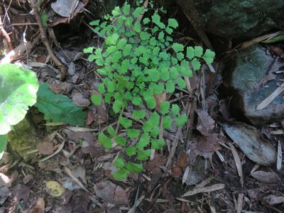 Adiantum chilense, photographed by Bruno Avilez