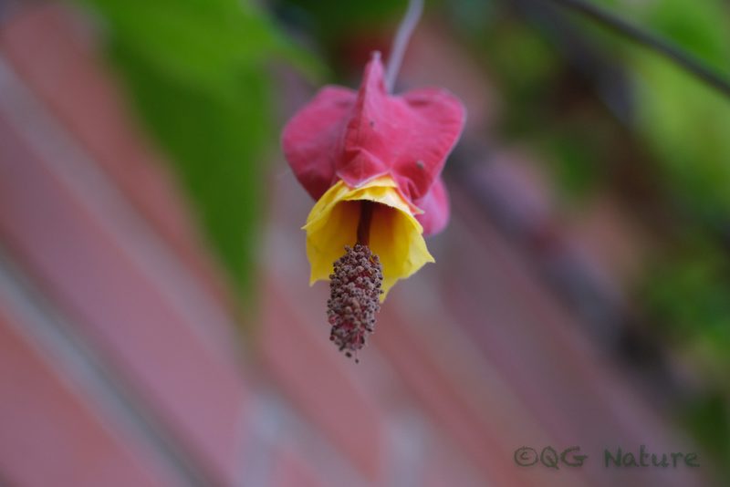 Callianthe megapotamica, photographed by Wang.QG