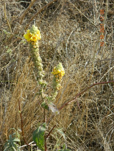 Verbascum ovalifolium, photographed by Galyna Mykytynets