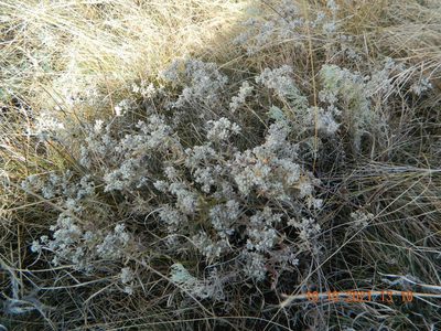 Teucrium polium, photographed by Galyna Mykytynets