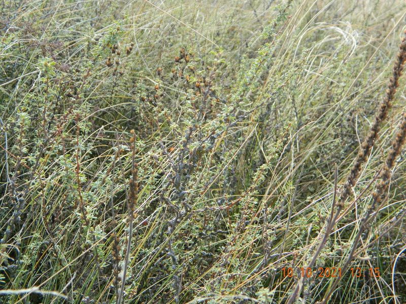 Caragana scythica, photographed by Galyna Mykytynets