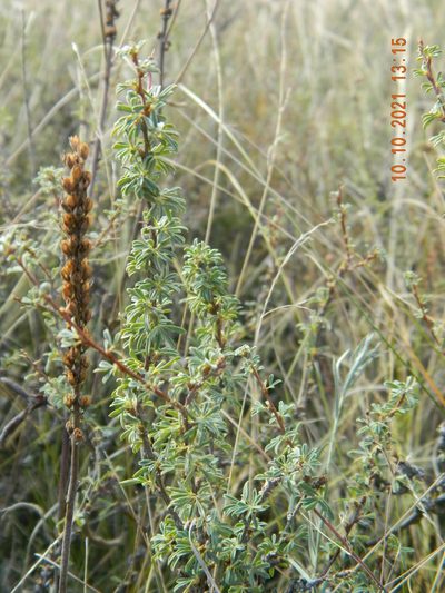 Caragana scythica, photographed by Galyna Mykytynets