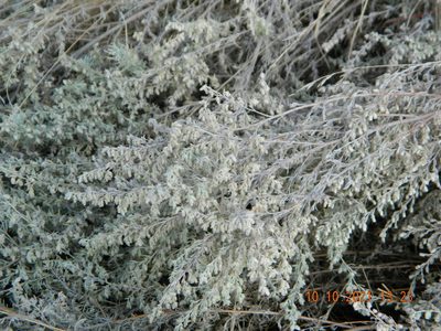Artemisia austriaca, photographed by Galyna Mykytynets