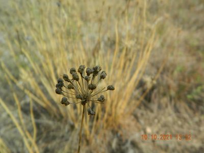 Allium flavescens, photographed by Galyna Mykytynets