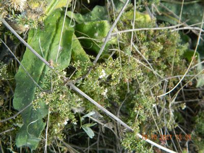 Galium humifusum, photographed by Galyna Mykytynets