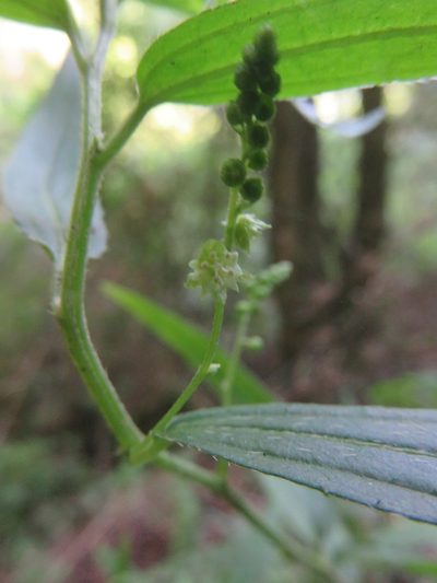 Chiropetalum tricuspidatum, photographed by Bruno Avilez