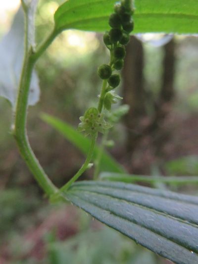 Chiropetalum tricuspidatum, photographed by Bruno Avilez