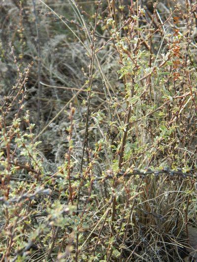 Caragana scythica, photographed by Galyna Mykytynets