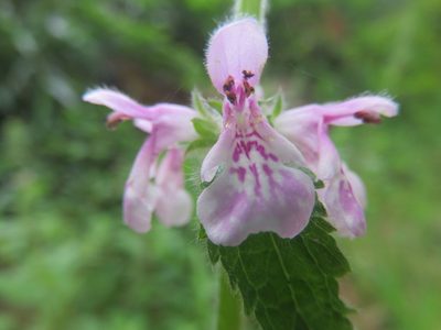 Stachys grandidentata, photographed by Bruno Avilez