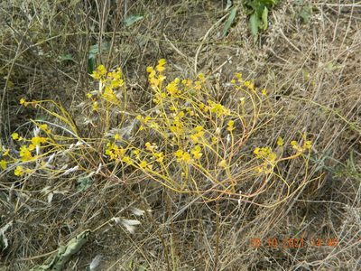 Euphorbia seguieriana, photographed by Galyna Mykytynets