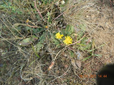 Taraxacum serotinum, photographed by Galyna Mykytynets