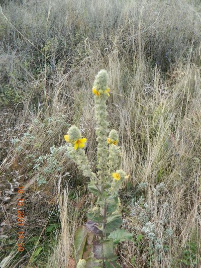 Verbascum ovalifolium, photographed by Galyna Mykytynets