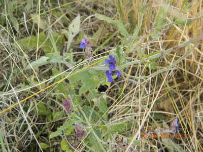 Salvia nemorosa, photographed by Galyna Mykytynets