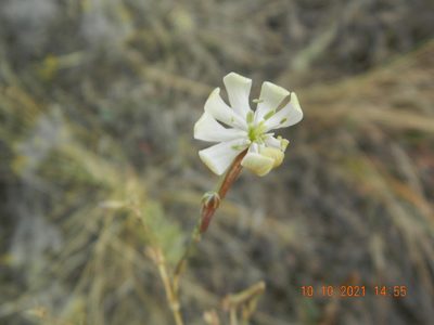 Silene bupleuroides, photographed by Galyna Mykytynets