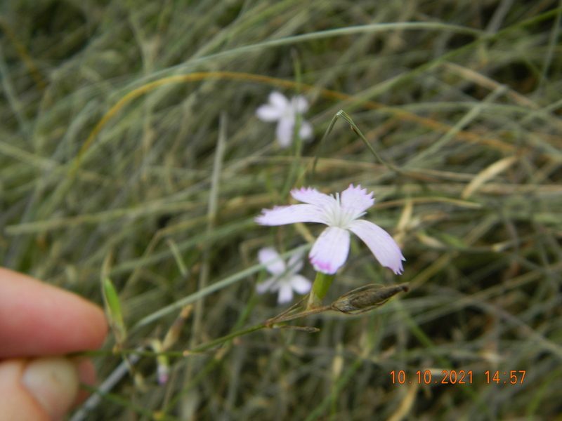 Dianthus carbonatus, photographed by Galyna Mykytynets
