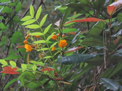 Senna stipulacea, photographed by Bruno Avilez
