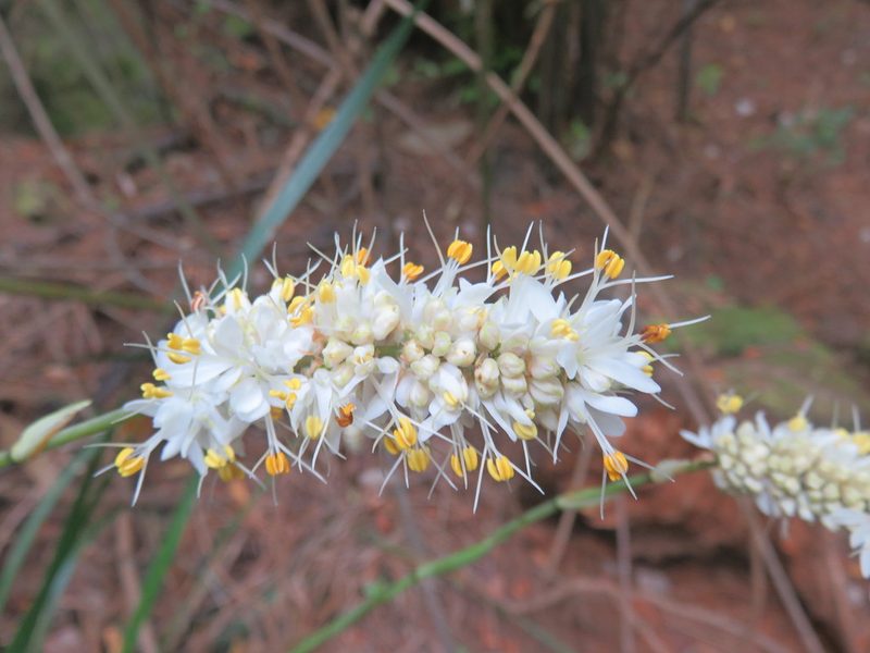 Libertia sessiliflora, photographed by Bruno Avilez