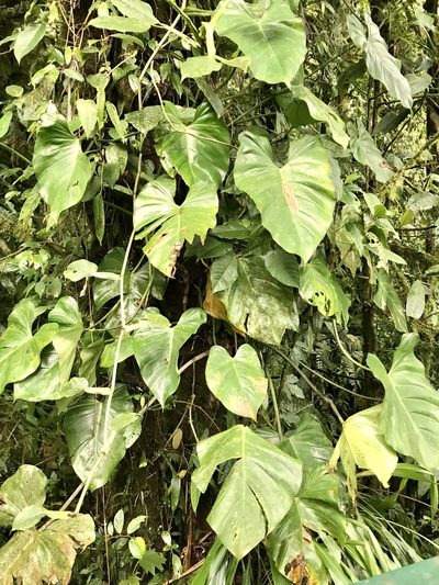 Philodendron schottianum, photographed by Rose Zappa