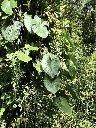 Philodendron schottianum, photographed by Rose Zappa