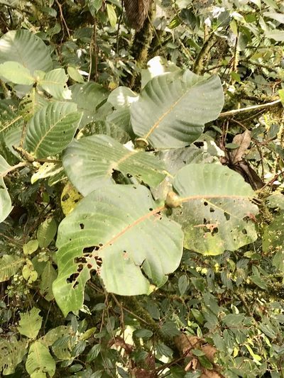 Elaeagia auriculata, photographed by Rose Zappa