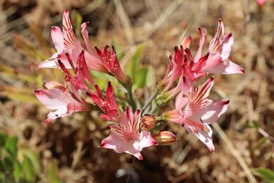 Alstroemeria ligtu, photographed by Cesar Ormazabal