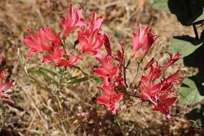 Alstroemeria ligtu, photographed by Cesar Ormazabal