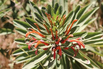 Lobelia excelsa, photographed by Cesar Ormazabal