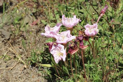 Oenothera acaulis, photographed by Cesar Ormazabal