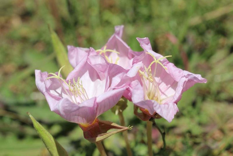 Oenothera acaulis, photographed by Cesar Ormazabal