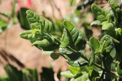 Peumus boldus, photographed by Cesar Ormazabal