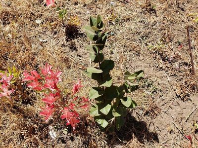 Proustia pyrifolia, photographed by Cesar Ormazabal