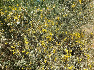 Cytisus striatus, photographed by Cesar Ormazabal