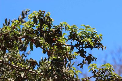 Schinus latifolia, photographed by Cesar Ormazabal