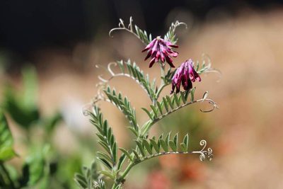 Vicia benghalensis, photographed by Cesar Ormazabal