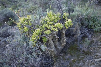 Tylecodon paniculatus, photographed by Tony Rebelo