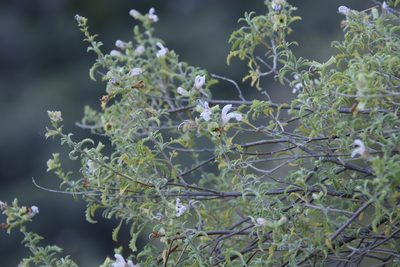 Salvia dentata, photographed by Tony Rebelo
