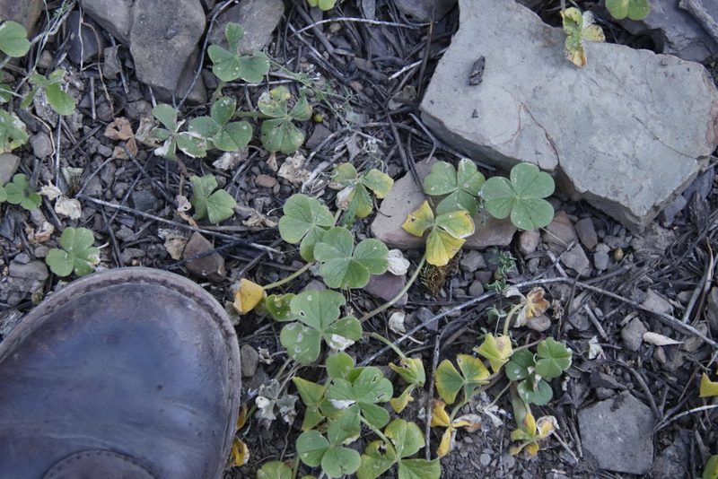 Oxalis lasiorhiza, photographed by Tony Rebelo