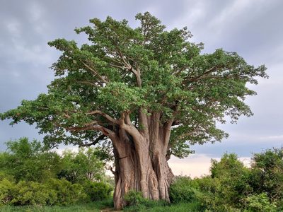 Adansonia digitata, photographed by Manuel R Popp