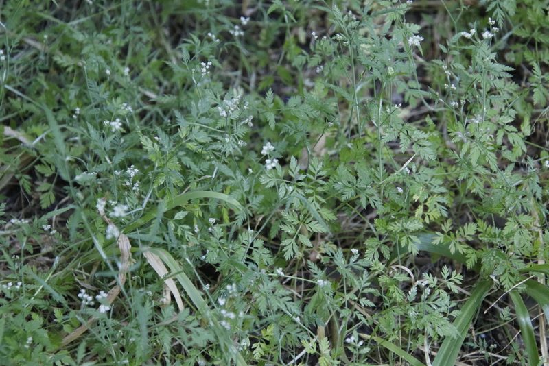 Torilis africana, photographed by Tony Rebelo