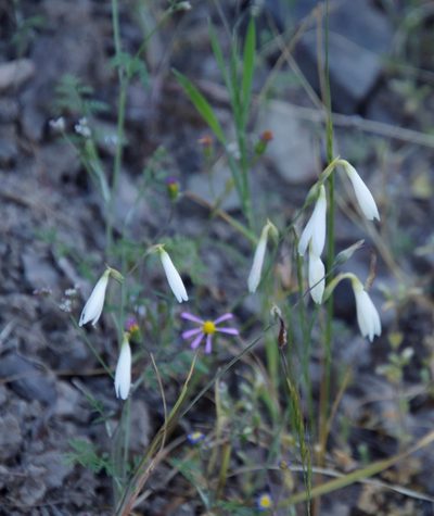 Hesperantha bachmannii, photographed by Tony Rebelo