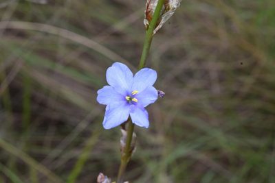 Aristea torulosa, photographed by Sunčana Bradley