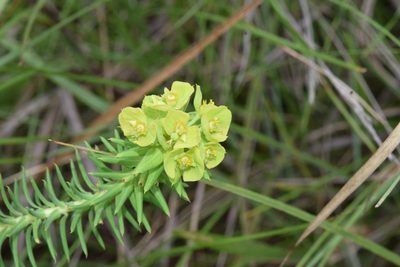 Euphorbia natalensis, photographed by Sunčana Bradley