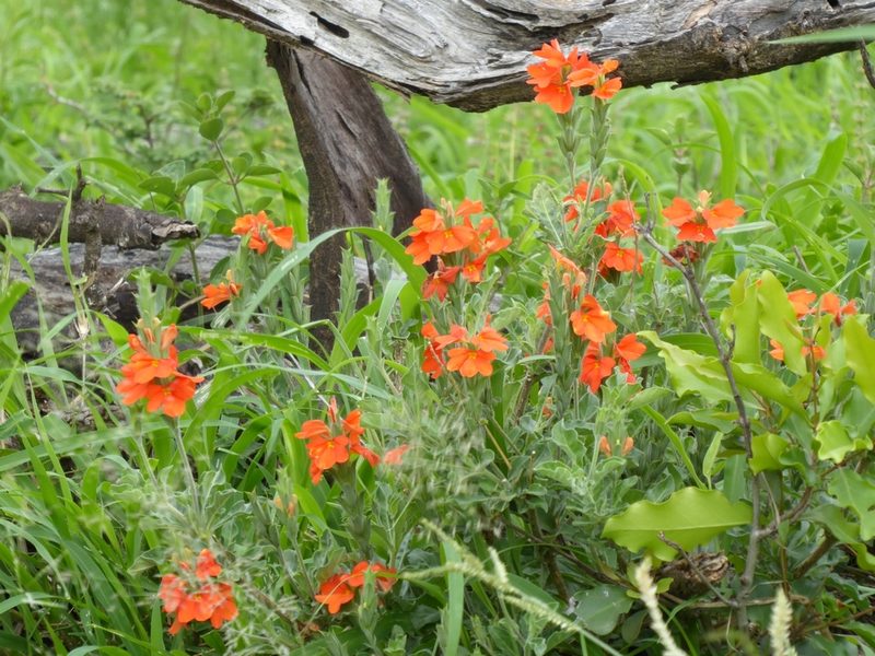 Crossandra mucronata, photographed by Manuel R Popp