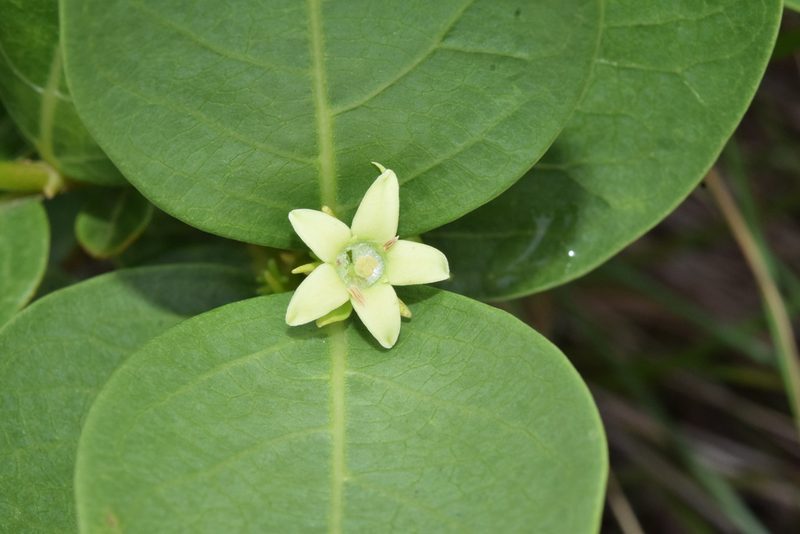 Basananthe sandersonii, photographed by Sunčana Bradley